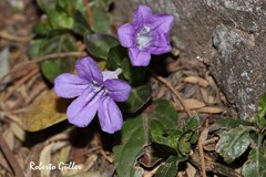 Ruellia hygrophila