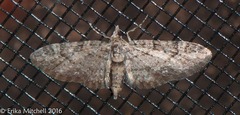 Eupithecia columbiata