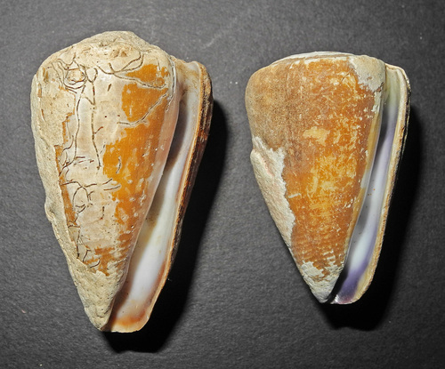 Conus flavidus observed 2000-01-01
