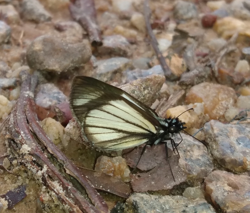 Heliopetes petrus