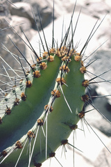 Neoraimondia arequipensis