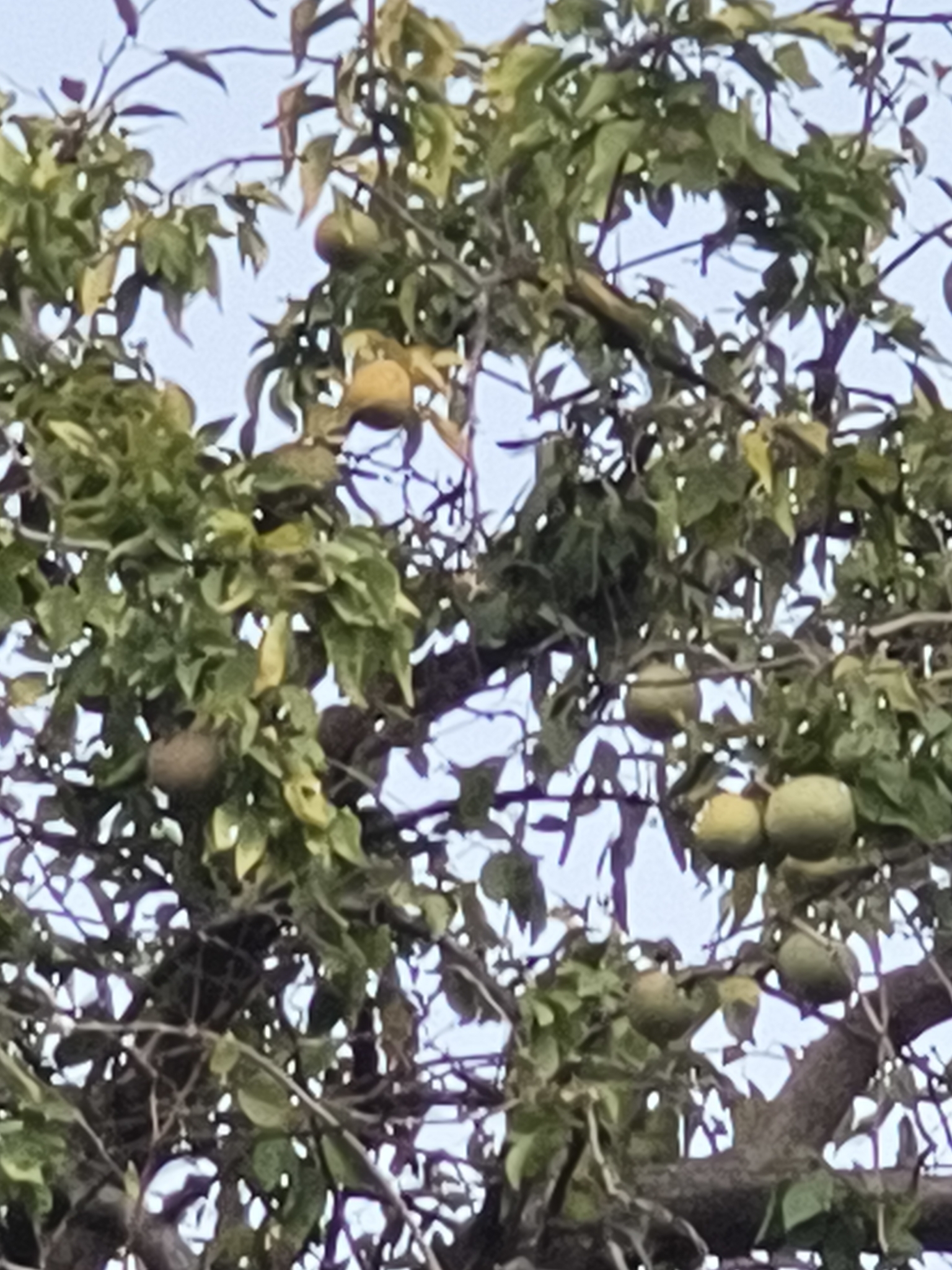 Imagem de Aegle marmelos