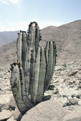 Neoraimondia arequipensis