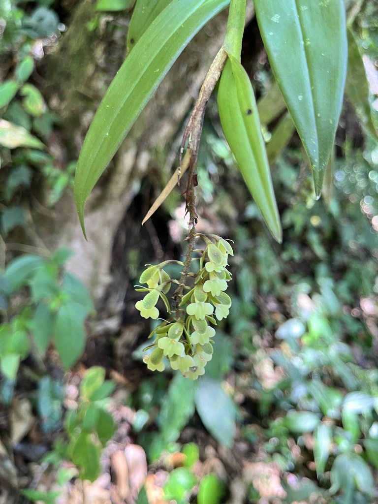 Epidendrum clowesii Bateman ex Lindl. 2