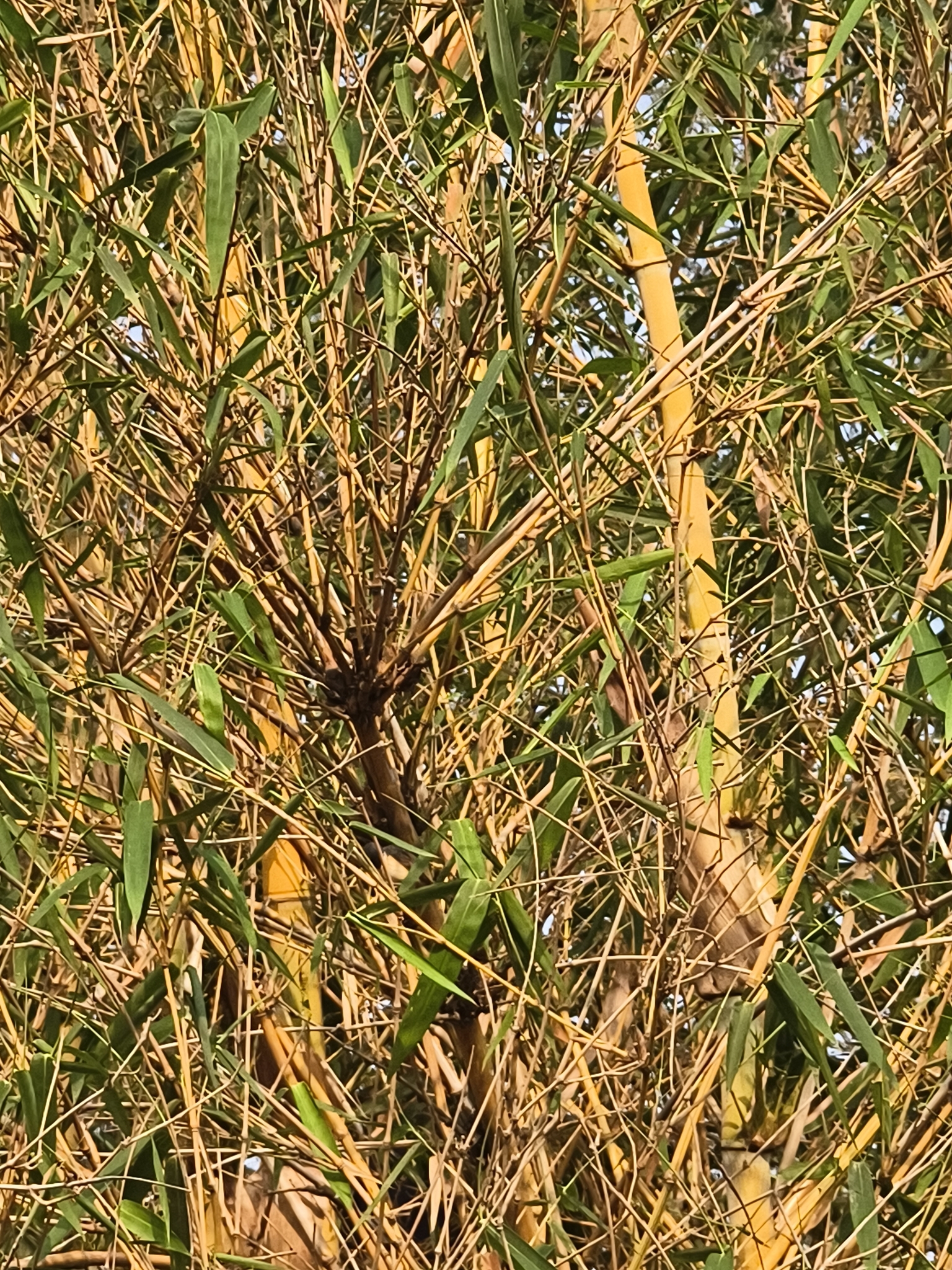 Common Bamboo (Bambusa vulgaris)