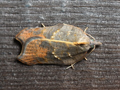 Acleris emargana