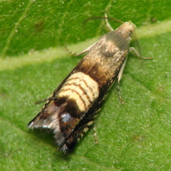 Grapholita compositella