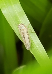 Exitianus obscurinervis