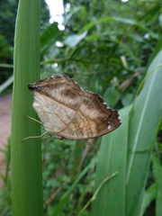 Junonia terea terea