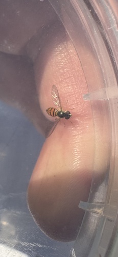 Unknown species found near Malibu Creek State Park, Calabasas, CA, US