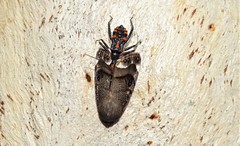 Havinthus rufovarius