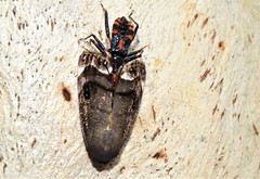 Havinthus rufovarius