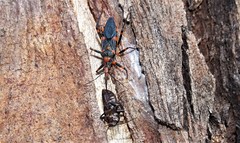 Havinthus rufovarius