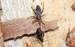 Havinthus rufovarius