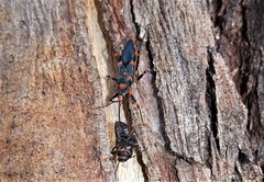 Havinthus rufovarius