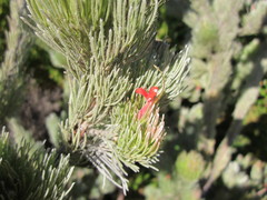 Adenanthos sericeus