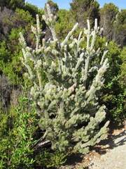 Adenanthos sericeus