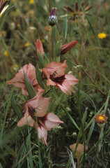 Gladiolus meliusculus