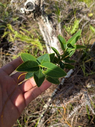 Wikstroemia elliptica observed 2026-02-26
