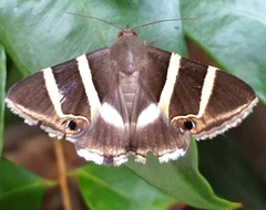 Grammodes oculicola