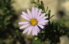 Felicia fruticosa