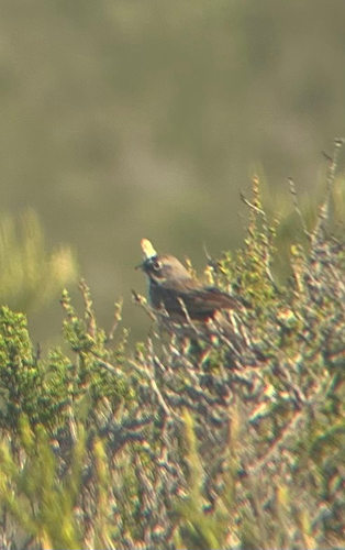 Bell's Sparrow (Artemisiospiza belli), photo 5