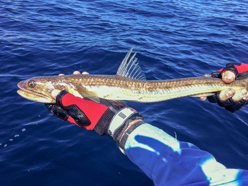 Filamentosus saury (Saurida filamentosa) — Synodontidae