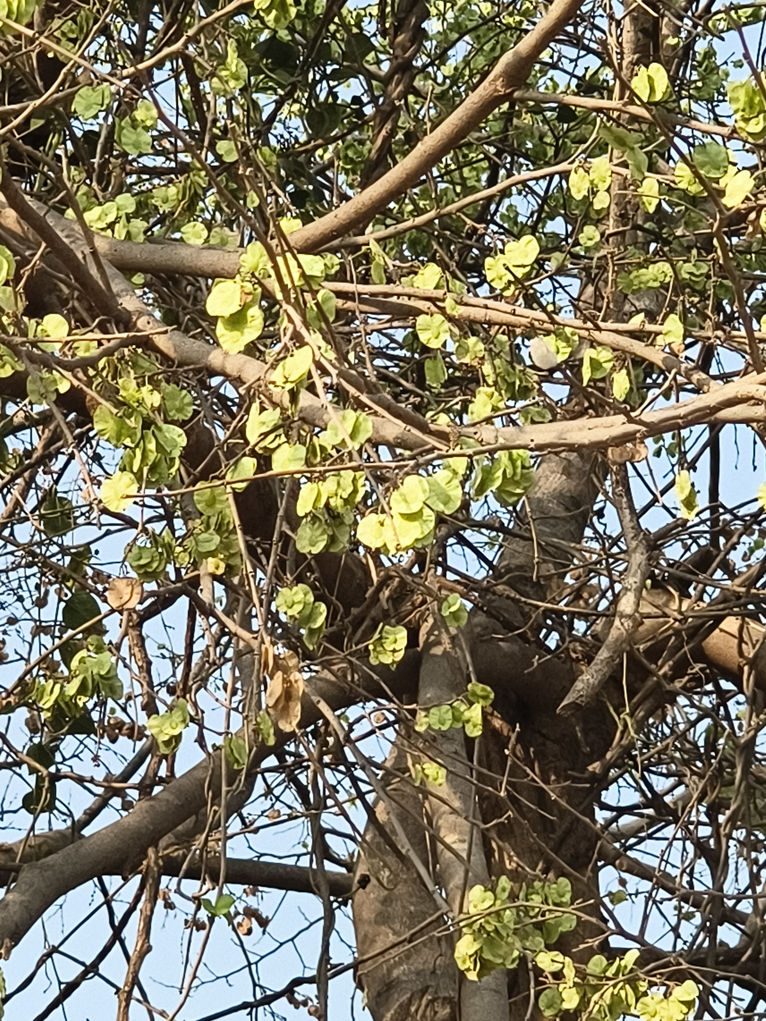 Indian Elm (Holoptelea integrifolia)