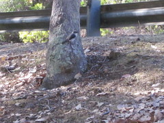 Eopsaltria georgiana