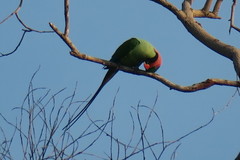 Psittacula longicauda