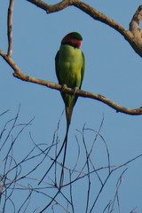 Psittacula longicauda