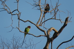 Psittacula longicauda