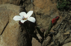 Adenandra uniflora