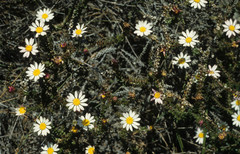 Polyarrhena reflexa reflexa