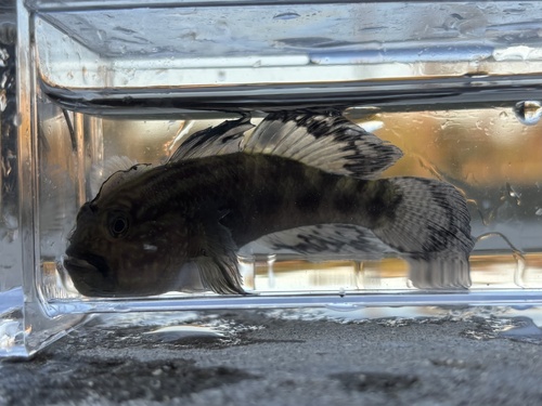 Crested goby (Lophogobius cyprinoides) — Gobiidae — 5