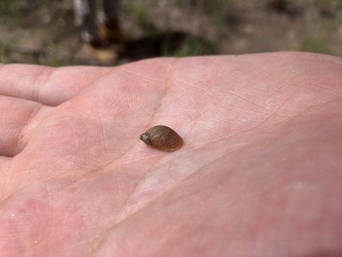 Succinea macgillivrayi, 2026-03-18