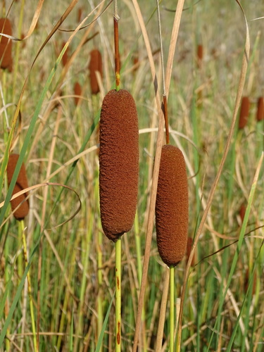 Typha laxmannii (Typha laxmannii)