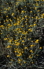 Helichrysum odoratissimum