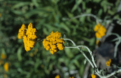 Helichrysum odoratissimum