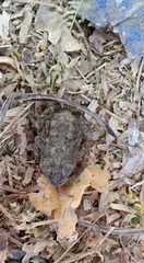 Duttaphrynus stomaticus