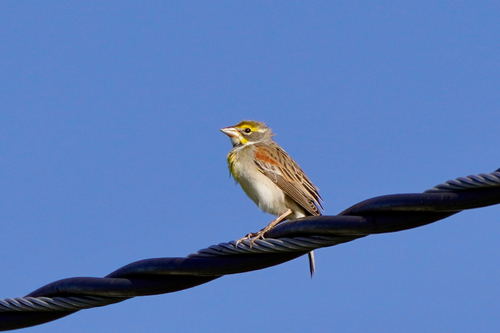 Dickcissel (Spiza americana), photo 5