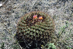 Oroya peruviana