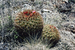 Oroya peruviana