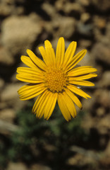 Ursinia dentata