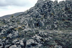 Oroya peruviana