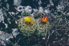 Oroya peruviana