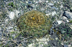 Oroya peruviana