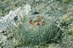 Oroya peruviana