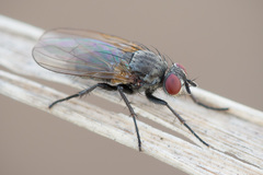 Angioneura