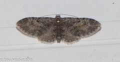 Eupithecia tripunctaria
